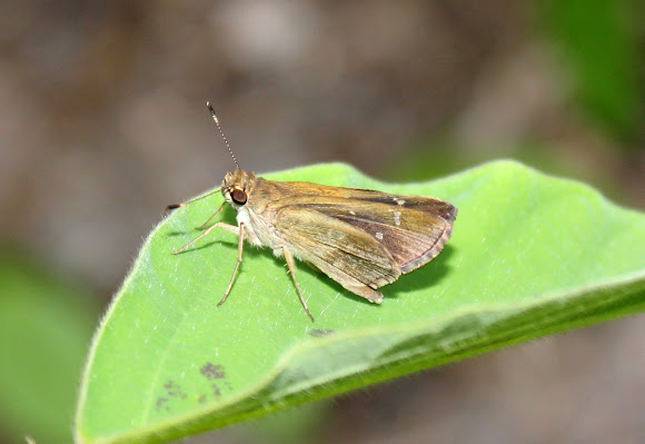 Spotting Image 1