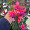 Fuchsia