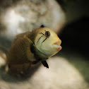 Dragon Wrasse