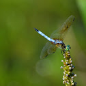 Blue Dasher