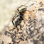 Jumping spider, araña saltadora