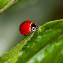 Ladybug