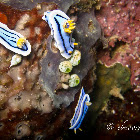 Loch's Chromodoris