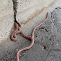 Earthworm