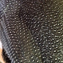 Helmeted Guinea Fowl