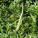 Oriental longheaded locust 精霊蝗虫