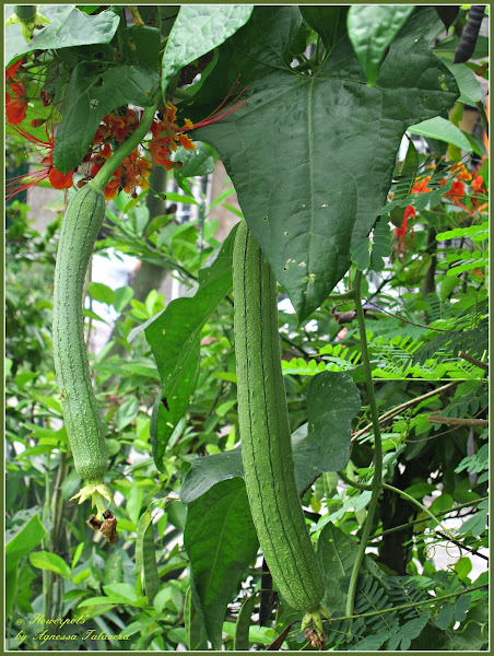 Patola, Loofah, Sponge Gourd | Project Noah