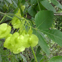 Hop tree.       Wafer ash