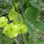 Hop tree.       Wafer ash