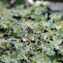 Lichen