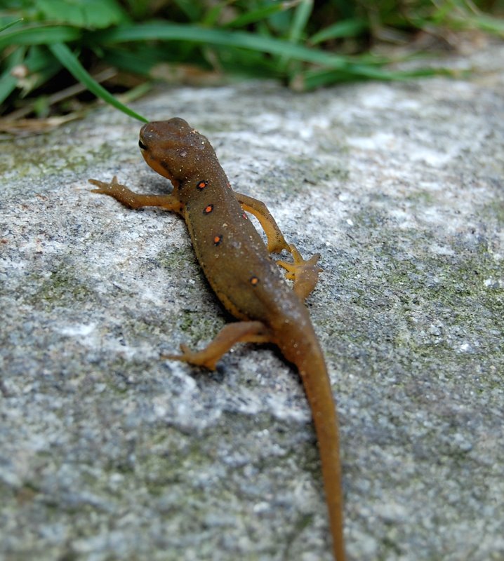 Red Spotted Newt