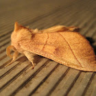 White-dotted Prominent