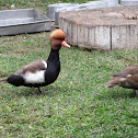 Red-crested Pochard, Pato colorado, Branta roja