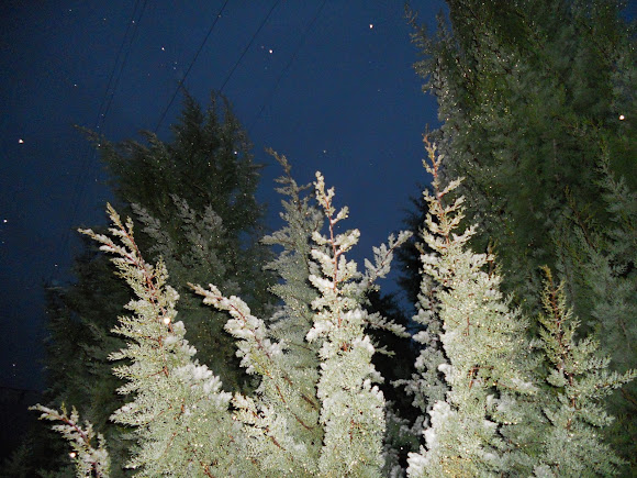 Spotting Image 1