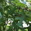 Pin Oak