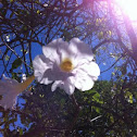 Roble blanco