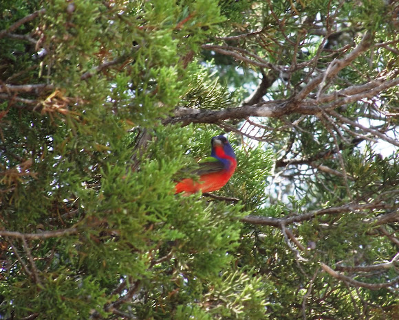 Spotting Image 1