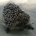 Hedgehog
