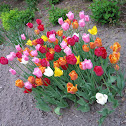 Tulip (Tulipano)