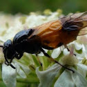 Bramble Sawfly