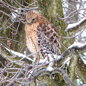 Red-shouldered Hawk