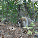 Coatí