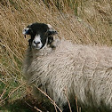 Sheep