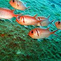 Blackbar Soldierfish