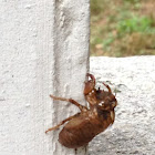 Cicada molt