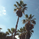Palm tree