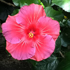 Hibiscus, Rosemallow