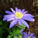 Anemone