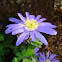 Anemone