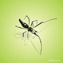 black spider