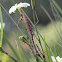 Large Brown Mantid