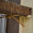 Giant Walking Stick