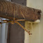 Giant Walking Stick