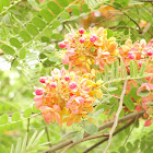 Rainbow Shower Tree