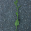 Common sorrel