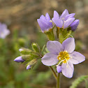 Jacob's Ladder, Stinkflower
