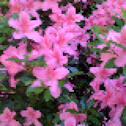 Azalea