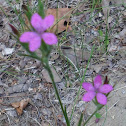 Deptford Pink