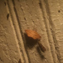 Unknown spotting