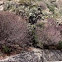 Juniper