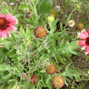 Firewheel (Indian Blanket)