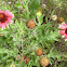 Firewheel (Indian Blanket)