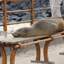 Galapagos Sea Lion