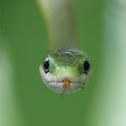 Rough green snake