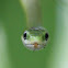 Rough green snake