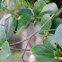 Walking Stick